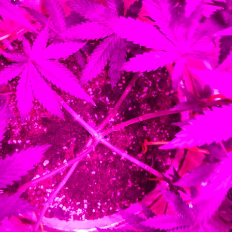 Mango Skunk growlog photo: dipler temizlendi bitkinim tepkisini merak ediyorum. budamayı 1 hafta geç yaptım