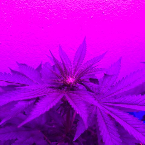 Tangie  growlog timeline photo