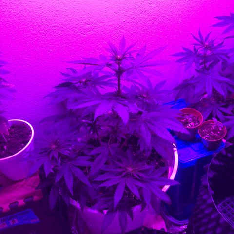 Tangie  growlog timeline photo
