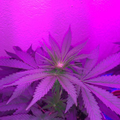 Tangie  growlog timeline photo