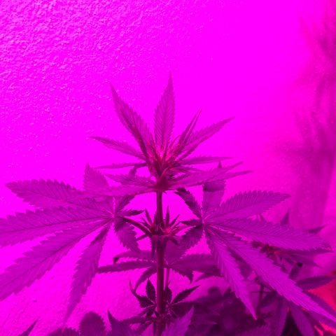 Mango Skunk growlog timeline photo