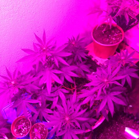Mango Skunk growlog timeline photo