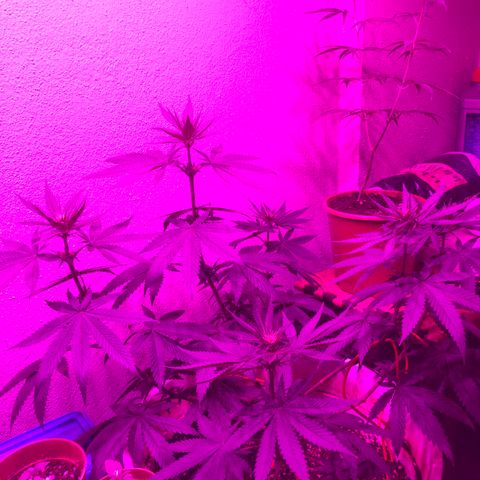 Mango Skunk growlog timeline photo