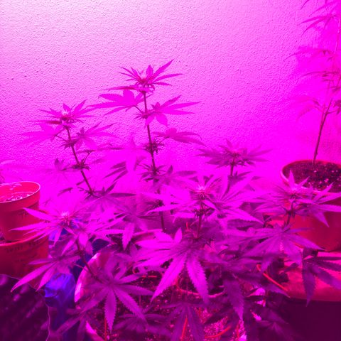 Mango Skunk growlog photo: Çok sağlıklı