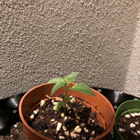 Tangie 2 growlog timeline photo