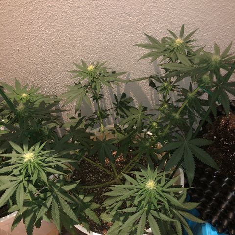 Mango Skunk growlog timeline photo