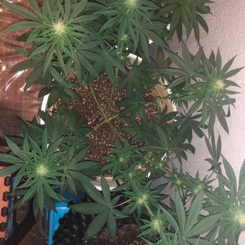 Mango Skunk growlog timeline photo