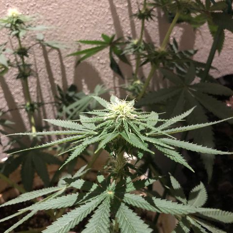 Mango Skunk growlog timeline photo