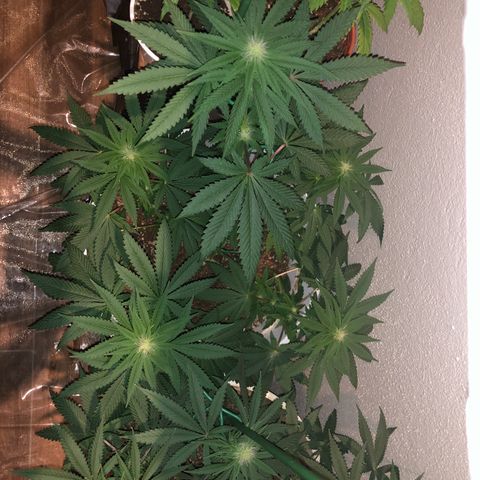 Tangie  growlog timeline photo