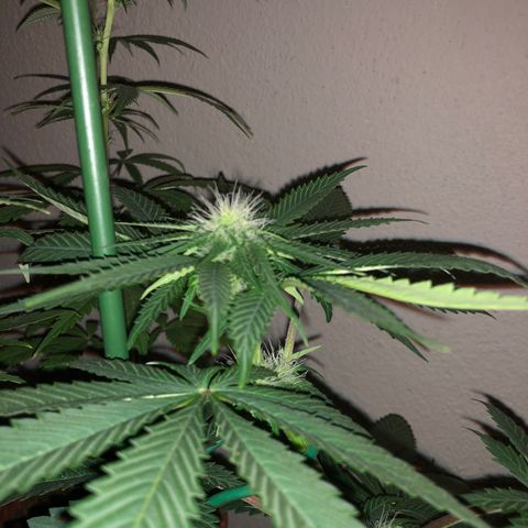 Tangie  growlog timeline photo