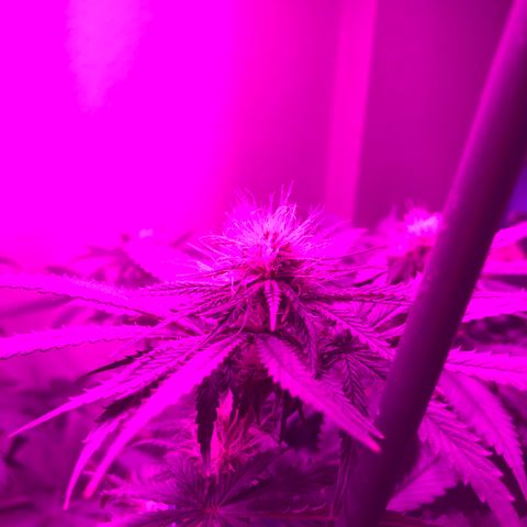 Mango Skunk growlog timeline photo