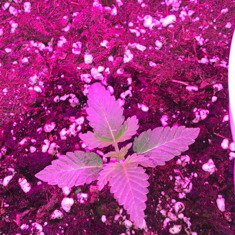 Tangie 2 growlog photo: Growing healty but little bit slow due to low quality planting soil that i used. 