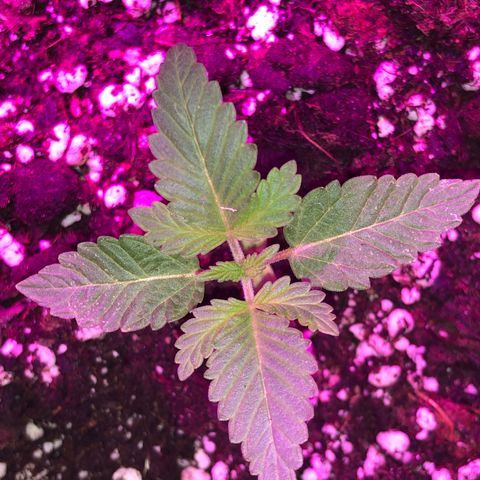 Tangie 2 growlog photo: Growing healty but little bit slow due to low quality planting soil that i used. 