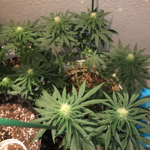 Mango Skunk growlog timeline photo
