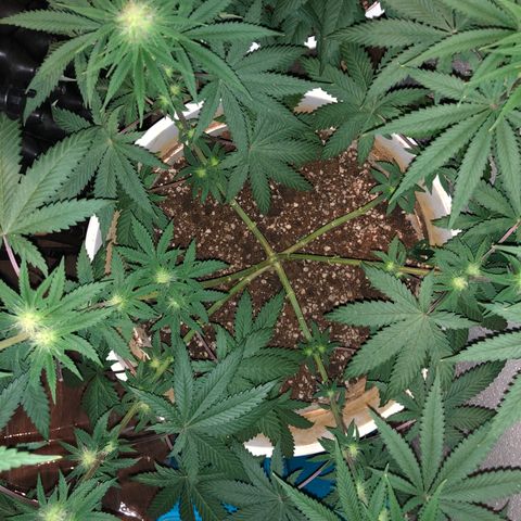 Mango Skunk growlog timeline photo
