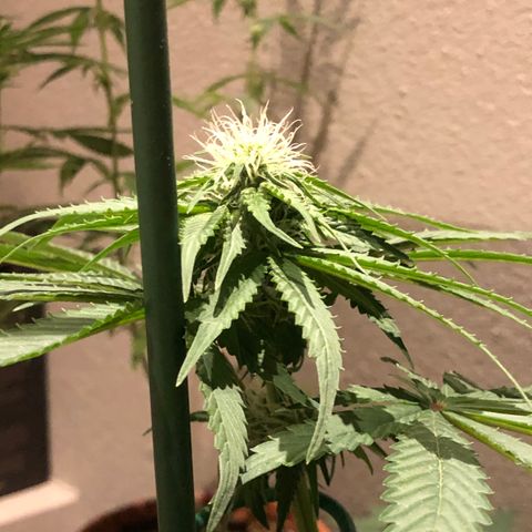 Tangie  growlog timeline photo