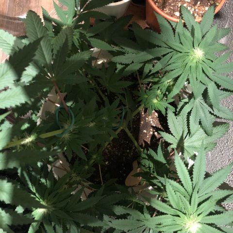 Tangie  growlog timeline photo