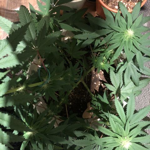 Tangie  growlog timeline photo