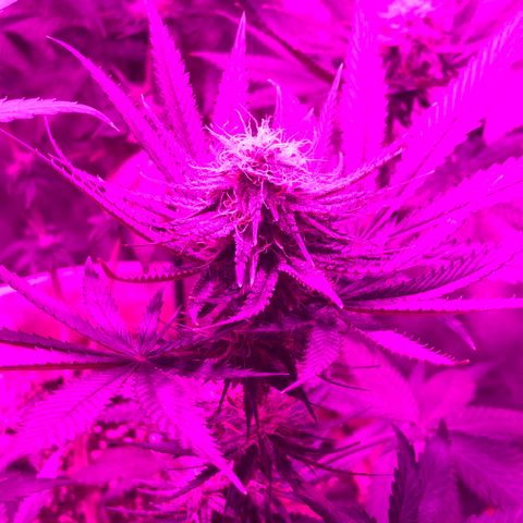 Mango Skunk growlog photo: First time to see they are Praying to Sun 😋