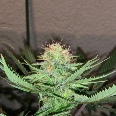 Mango Skunk growlog timeline photo