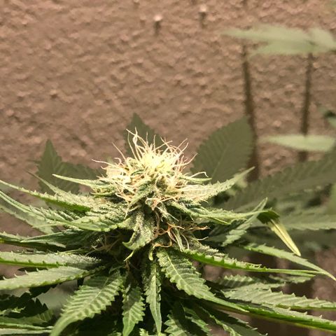 Tangie  growlog timeline photo