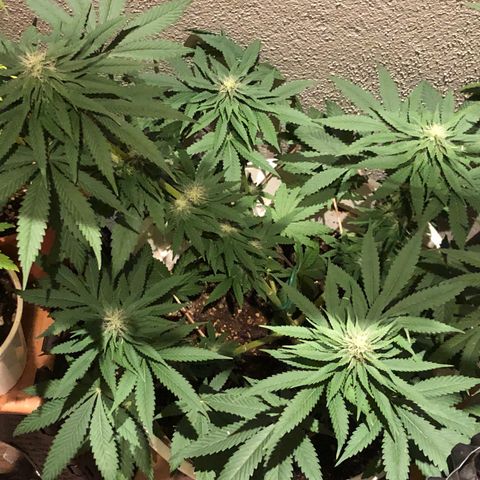 Tangie  growlog timeline photo