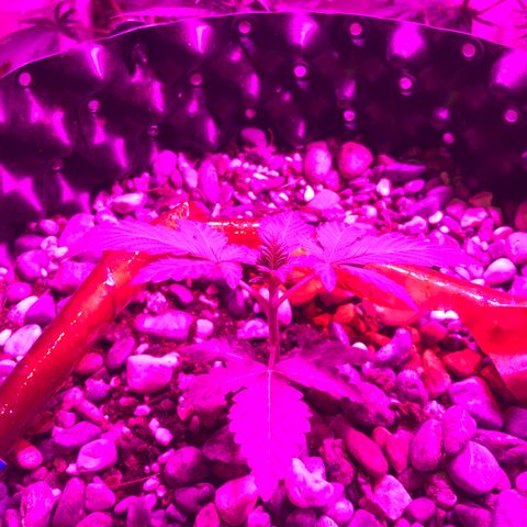 Tangie 2 growlog photo: Growing well