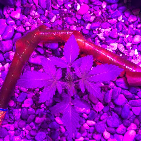 Tangie 2 growlog photo: Growing well
