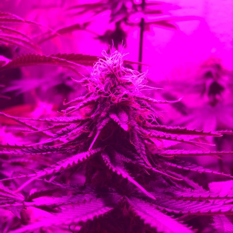 Mango Skunk growlog photo: looks like art 😎