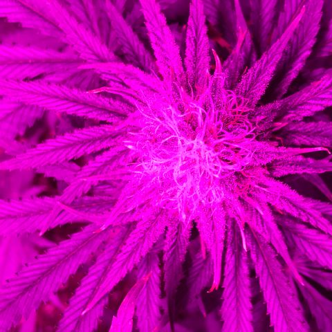 Mango Skunk growlog photo: looks like art 😎