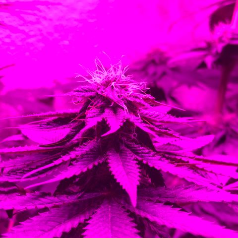 Tangie  growlog timeline photo