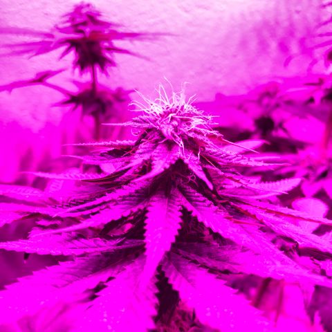 Tangie  growlog timeline photo