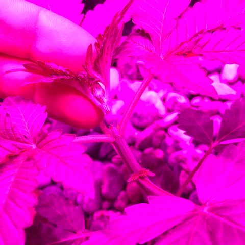 Tangie 2 growlog photo: topped