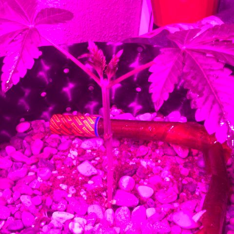 Tangie 2 growlog photo: Pitched off lower brenches