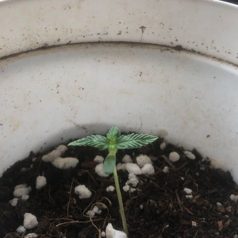 Super Lemon Haze Auto growlog timeline photo