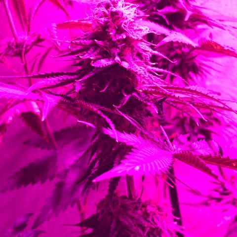 Mango Skunk growlog timeline photo