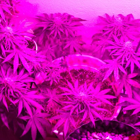 Mango Skunk growlog timeline photo
