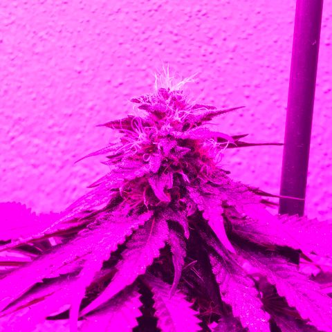 Tangie  growlog timeline photo