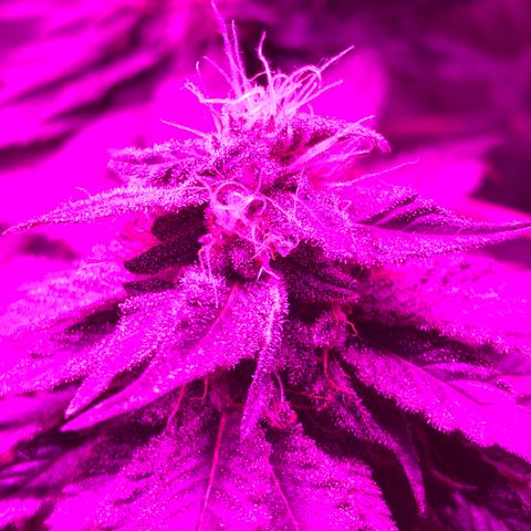 Tangie  growlog timeline photo