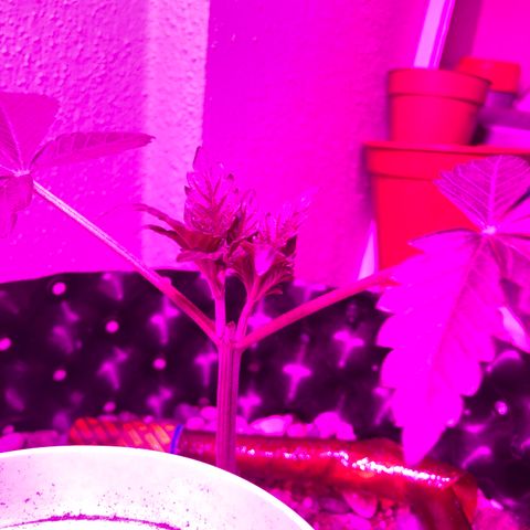 Tangie 2 growlog timeline photo