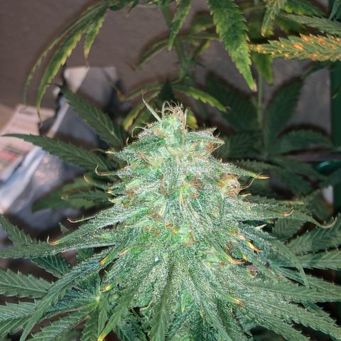 Mango Skunk growlog timeline photo