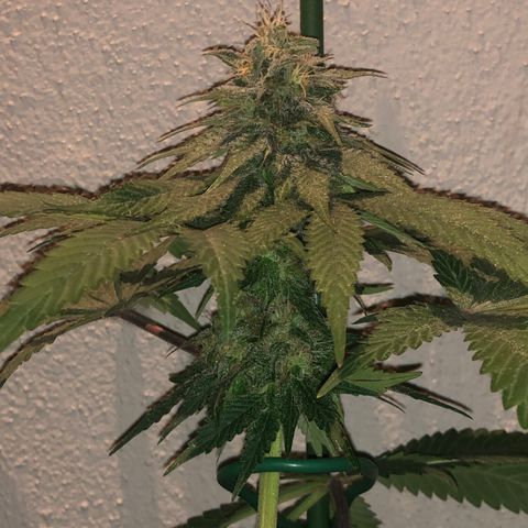 Tangie  growlog timeline photo