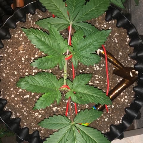 Tangie 2 growlog timeline photo