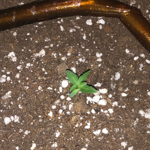 Super Lemon Haze Auto growlog timeline photo
