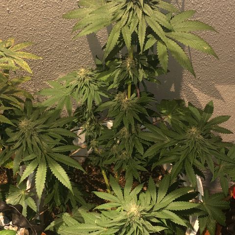 Tangie  growlog timeline photo