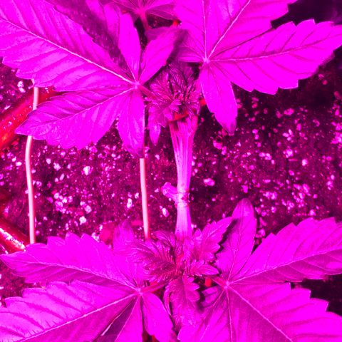 Tangie 2 growlog timeline photo