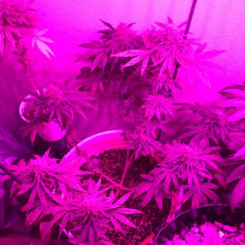 Mango Skunk growlog timeline photo