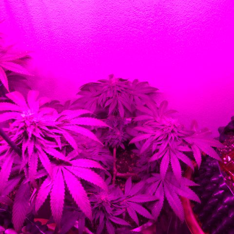 Tangie  growlog timeline photo