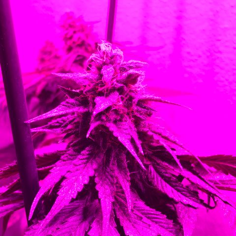 Tangie  growlog timeline photo