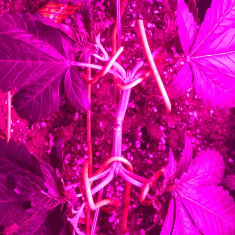 Tangie  growlog timeline photo